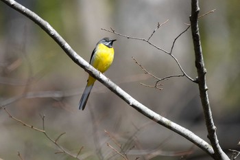 Grey Wagtail 須賀川市 Sun, 4/8/2018