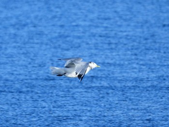 ミツユビカモメ ふなばし三番瀬海浜公園 2023年1月30日(月)