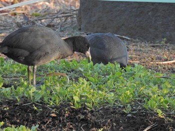 オオバン 袖ヶ浦公園 2023年1月30日(月)