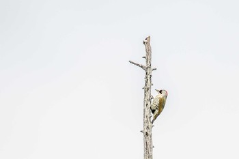 Japanese Green Woodpecker Akashi Park Wed, 4/4/2018