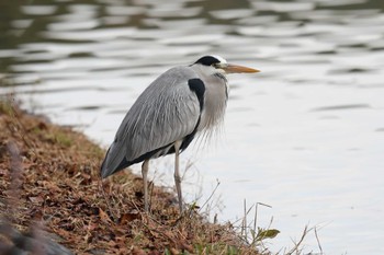 Grey Heron Akashi Park Sun, 12/11/2022