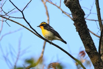 2018年4月10日(火) 大阪城公園の野鳥観察記録