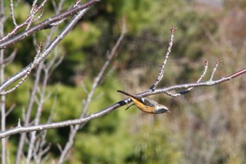 Daurian Redstart 多摩川 Sun, 1/29/2023