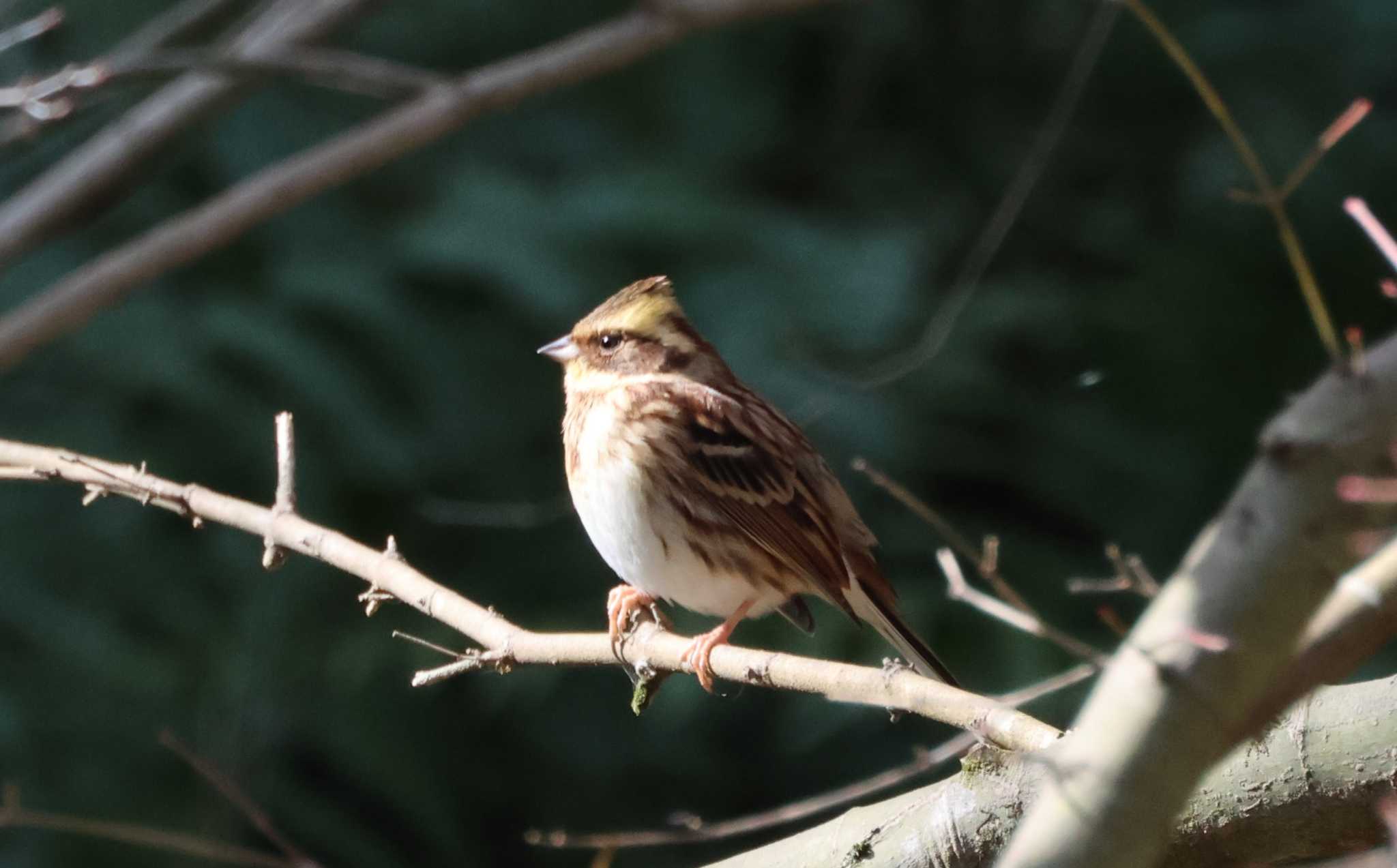 福岡県 ミヤマホオジロの写真 by 気ままに山歩