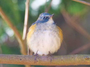 Red-flanked Bluetail つくば市 Sun, 1/29/2023