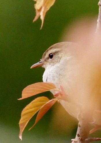 Japanese Bush Warbler 熊本県阿蘇市 Tue, 4/10/2018