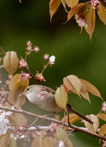 Japanese Bush Warbler 熊本県阿蘇市 Tue, 4/10/2018