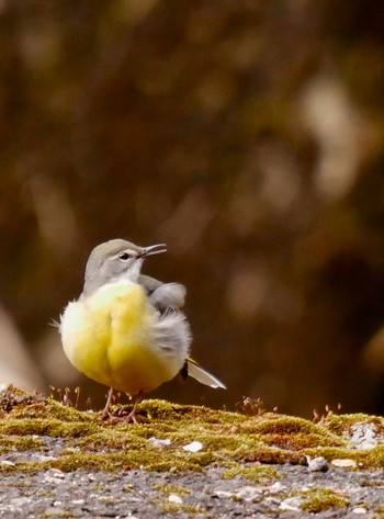 Grey Wagtail 熊本県阿蘇市 Tue, 4/10/2018