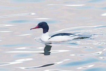 2023年1月28日(土) 諏訪湖の野鳥観察記録