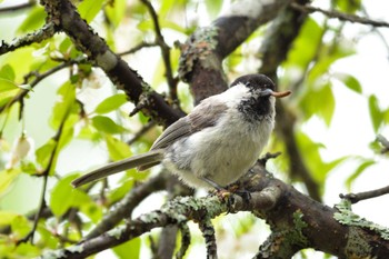 Willow Tit Senjogahara Marshland Sun, 6/12/2022