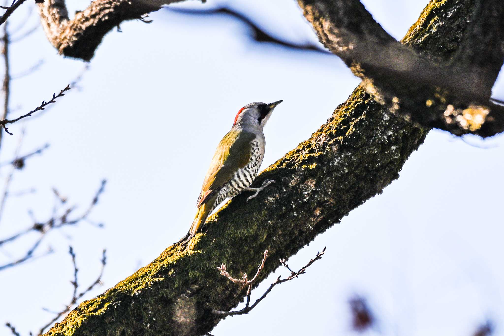 秋ヶ瀬公園(野鳥の森) アオゲラの写真 by Yokai