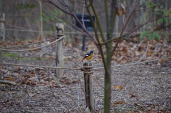 Daurian Redstart 宇治市植物園 Sun, 1/29/2023