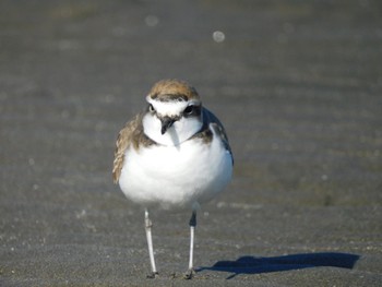 シロチドリ ふなばし三番瀬海浜公園 2023年1月29日(日)