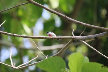 Red-keeled Flowerpecker ミンダナオ島 Sat, 3/17/2018