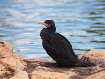 Great Cormorant 市場池公園 Sat, 1/28/2023