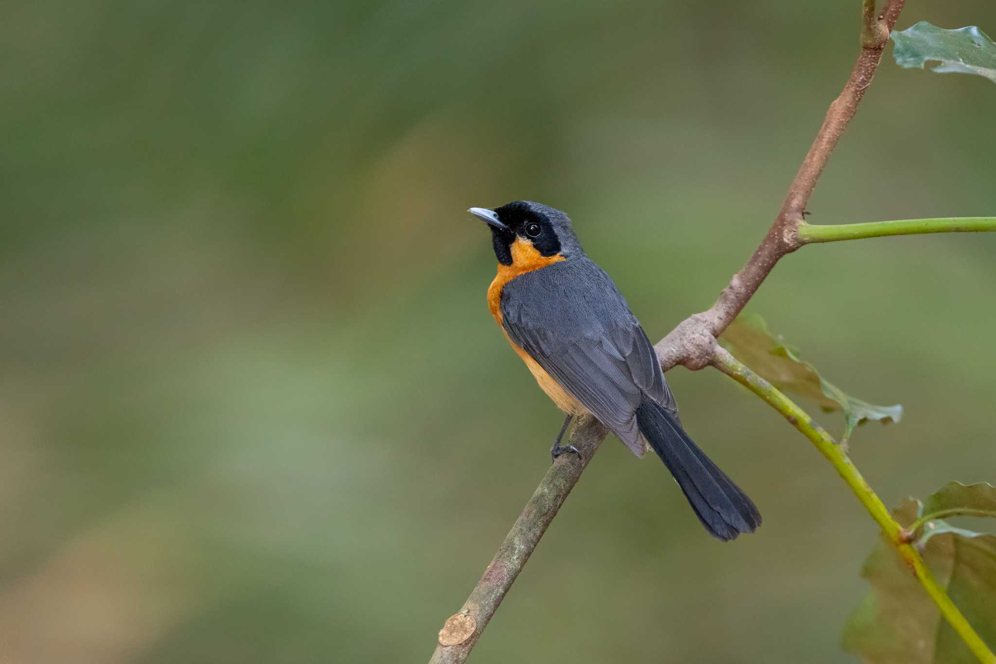 Kingfisher Park Lodge メンガタカササギビタキの写真 by Trio