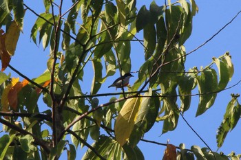 Red-keeled Flowerpecker