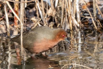 Sun, 1/29/2023 Birding report at 大高緑地