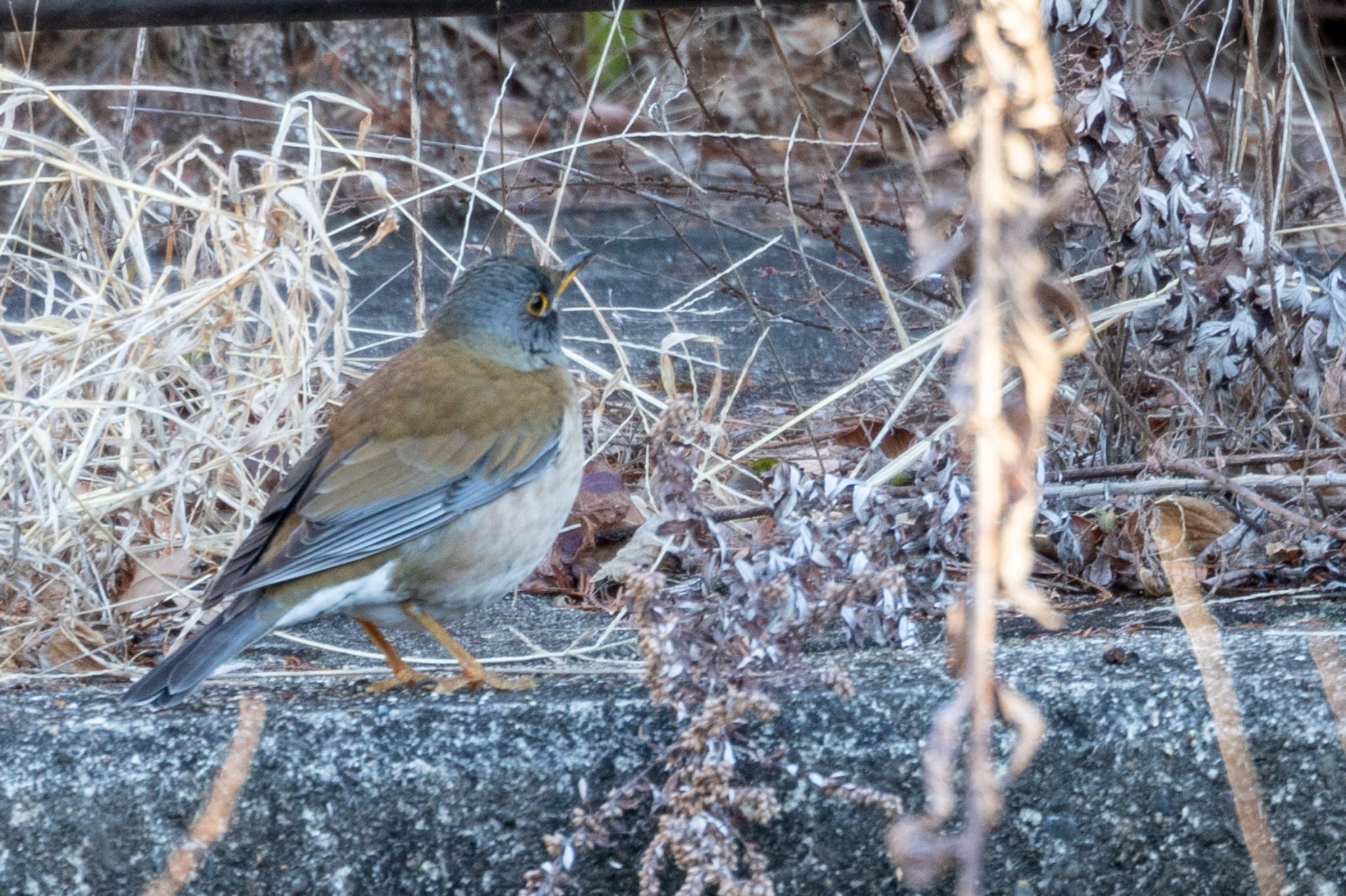 Photo of Pale Thrush at 大高緑地 by 青ちゃん