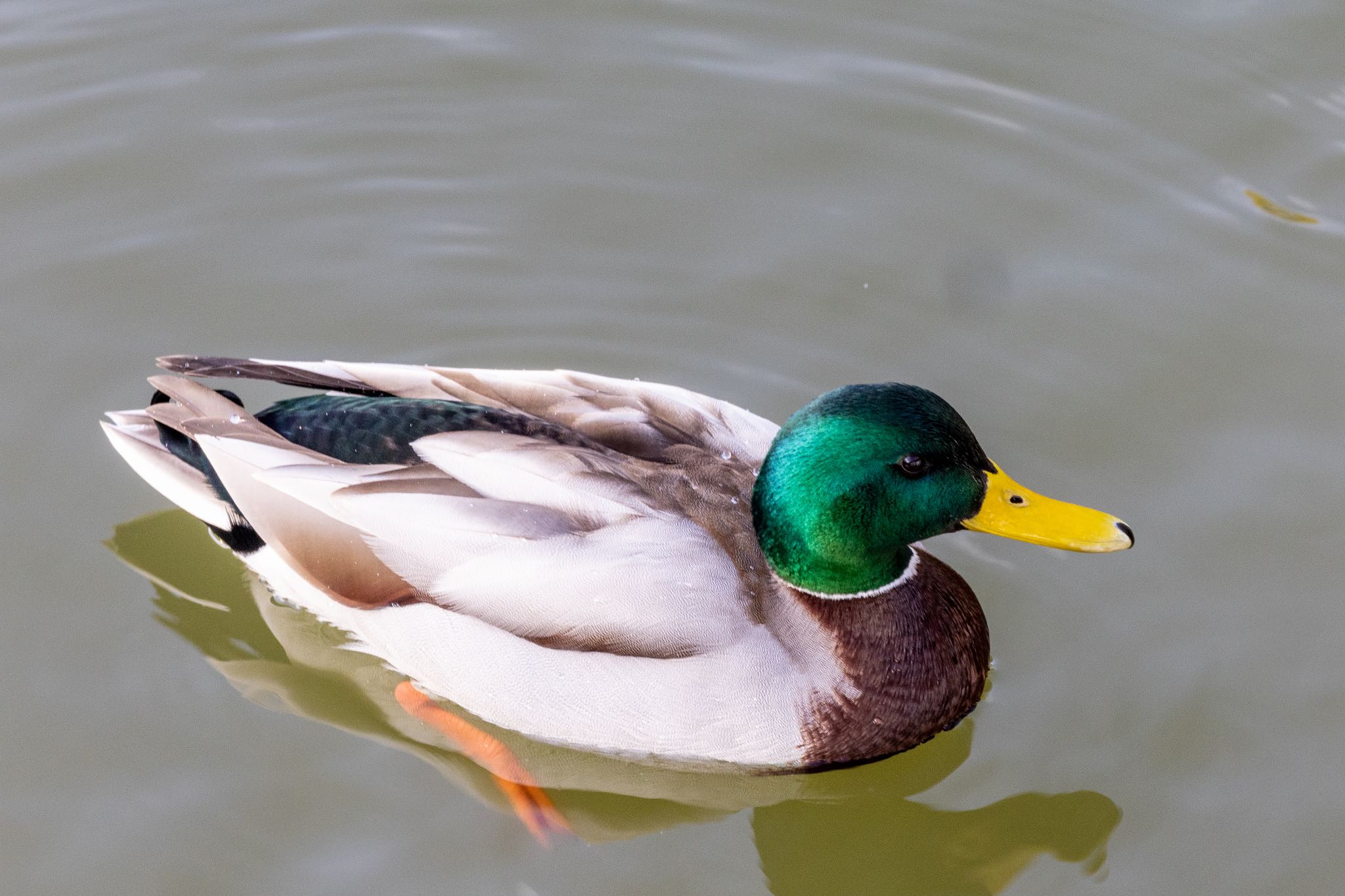 Photo of Mallard at 大高緑地 by 青ちゃん