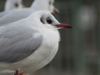 Black-headed Gull 市場池公園 Sun, 1/29/2023