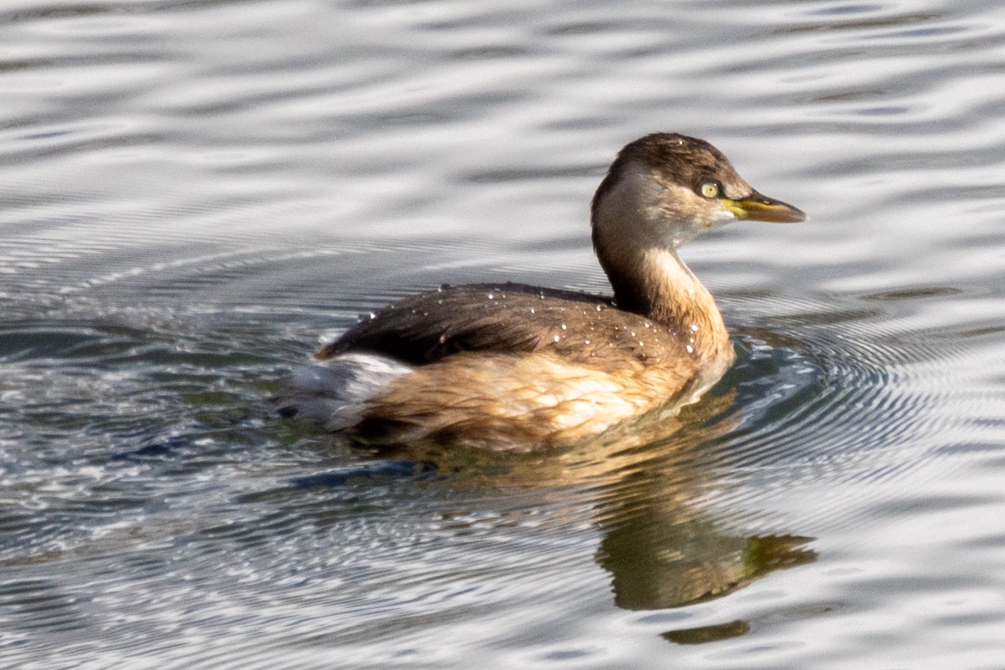 Photo of Little Grebe at 大高緑地 by 青ちゃん