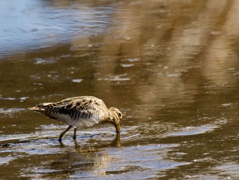 2023年1月30日(月) 境川遊水地公園の野鳥観察記録