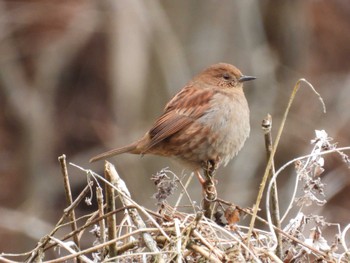 2023年1月29日(日) 四万川の野鳥観察記録