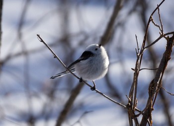 Long-tailed tit(japonicus) Lake Utonai Sun, 1/29/2023