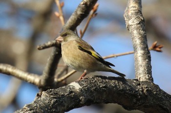 Grey-capped Greenfinch 北海道 函館市 東山 Tue, 4/10/2018