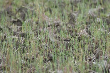 Little Curlew 今津(福岡市) Sun, 4/24/2022