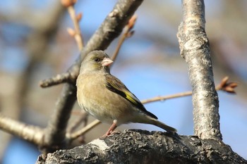 Grey-capped Greenfinch 北海道 函館市 東山 Tue, 4/10/2018