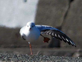 Sun, 1/29/2023 Birding report at 長井漁港