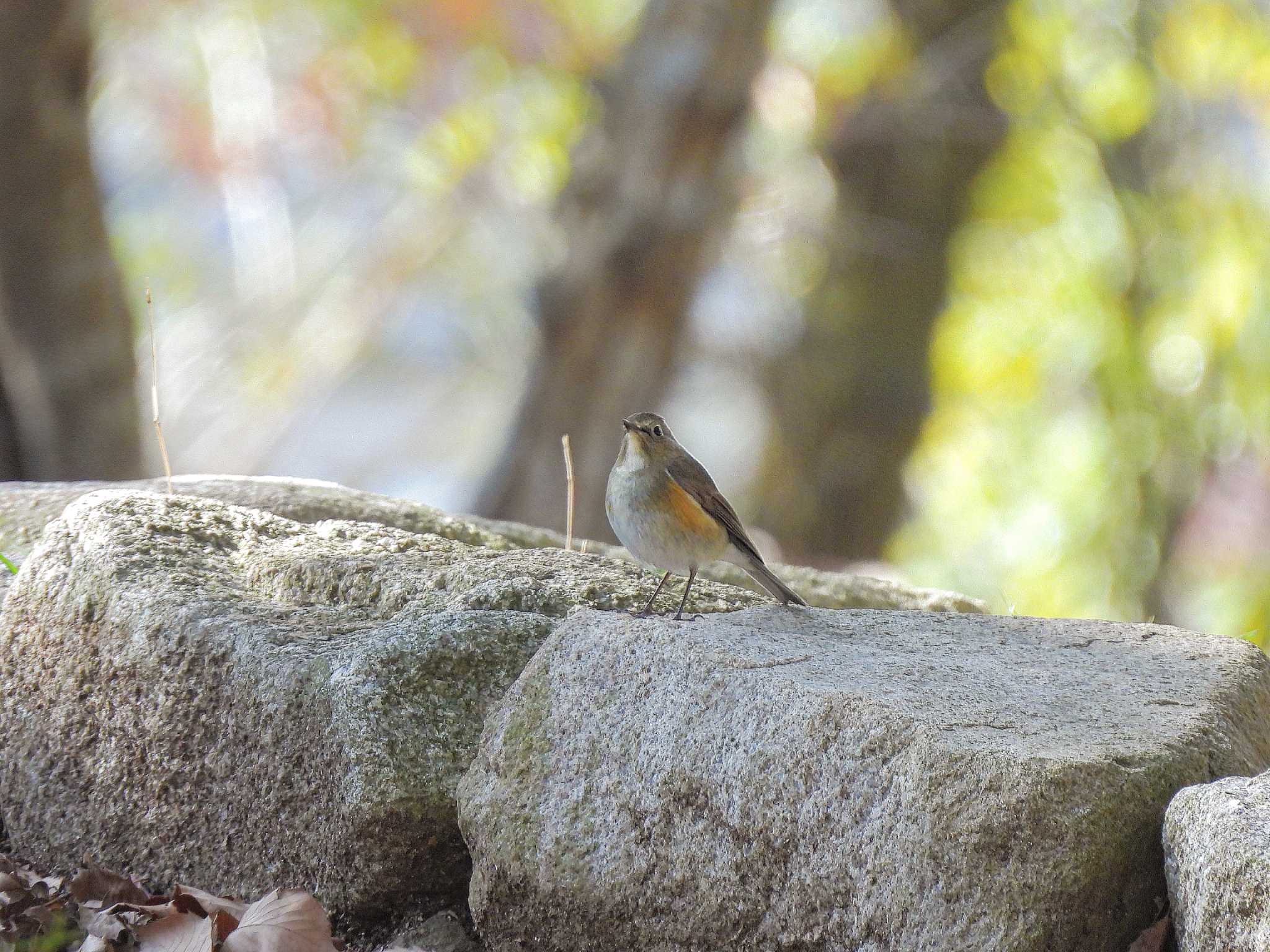 公園 ルリビタキの写真 by そ