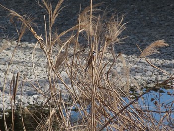 Meadow Bunting 浅川 Mon, 1/30/2023