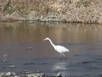 Great Egret 浅川 Mon, 1/30/2023