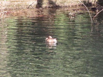 Little Grebe 浅川 Mon, 1/30/2023