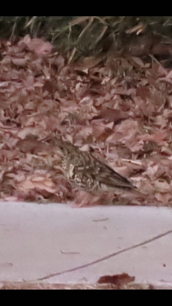 White's Thrush 平山城址(平山城址公園) Mon, 1/30/2023