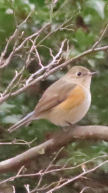 Red-flanked Bluetail 平山城址(平山城址公園) Mon, 1/30/2023