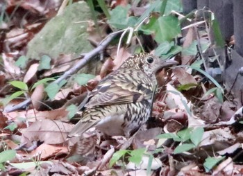 White's Thrush 市川市 里見公園 Sat, 1/20/2018