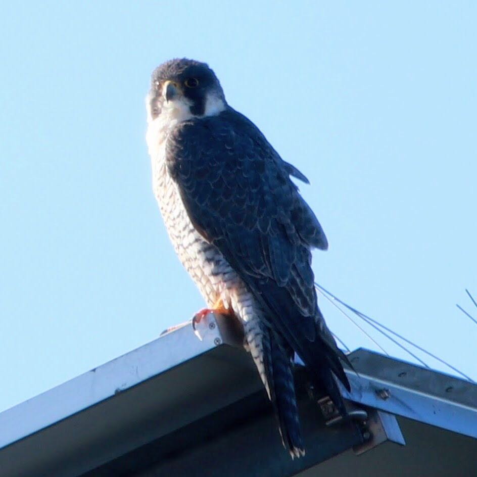 Photo of Peregrine Falcon at Watarase Yusuichi (Wetland) by nejimakibird