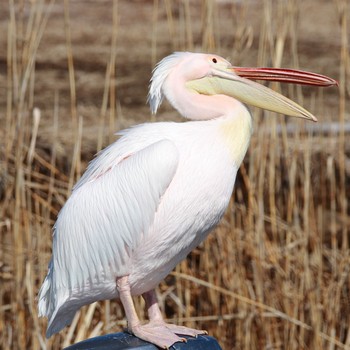 Great White Pelican 印旛沼 Sun, 2/4/2018