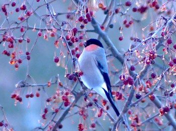 Eurasian Bullfinch 蓼科 Sun, 1/29/2023