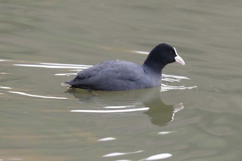 Eurasian Coot Akashi Park Sun, 12/11/2022