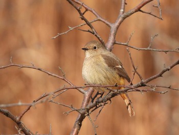 ジョウビタキ 名古屋平和公園 2023年1月30日(月)