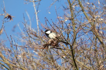 Japanese Tit 湘南平 Sat, 1/21/2023