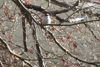 Long-tailed Tit 湘南平 Sat, 1/21/2023