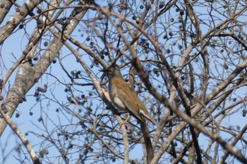 Pale Thrush 湘南平 Sat, 1/21/2023