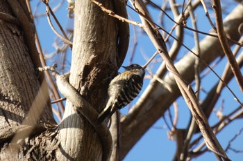 Japanese Pygmy Woodpecker 湘南平 Sat, 1/21/2023