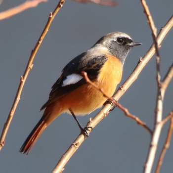 Daurian Redstart 21世紀の森と広場(千葉県松戸市) Sat, 12/9/2017